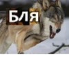 Волк за брата 22