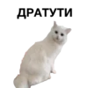 zalupa_kitty 26
