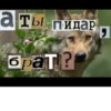 Волк за брата 27