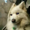 Sad Yeds 29