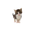 Lovelycats 7