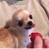 animalsIRL 6