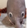 animalsIRL 7