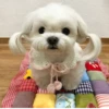 animalsIRL 8