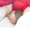 animalsIRL 9