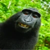 monkey gang 7