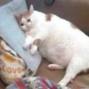BcejUlL_by_hexdevop_test_bot 6