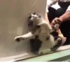 animalsIRL 14