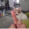 animalsIRL 16