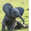 animalsIRL 17