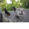 animalsIRL 18