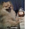animalsIRL 19