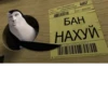 ban 16
