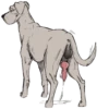 Besti Dog Pack 16