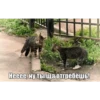 animals 18