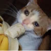 BcejUlL_by_hexdevop_test_bot 18