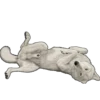 Besti Dog Pack 19