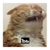 animals 20