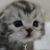 Стикеры 👉🏼 21