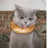 animalsIRL 24