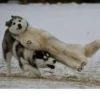 animalsIRL 26