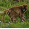 animalsIRL 28