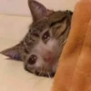 BcejUlL_by_hexdevop_test_bot 25