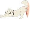 Besti Dog Pack 26