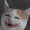 BcejUlL_by_hexdevop_test_bot 29