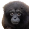 Monkeys 3