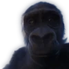 Monkeys 4