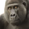 Monkeys 5