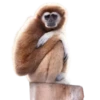Monkeys 6