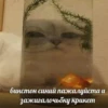 Всраті коти 6