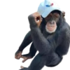 Monkeys 7