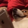 Animolz 5