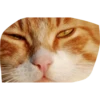 Cats by 5