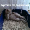 Всраті коти 9