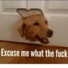 Animolz 6