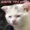 Всраті коти 10