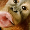 cutie monkey by irin＾∇＾ 5
