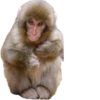 Monkeys 8