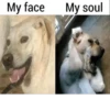 Animolz 7