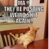 Animolz 8