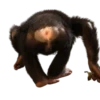 Monkeys 9