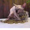 Animolz 12