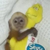cutie monkey by irin＾∇＾ 8