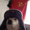 Animolz 13