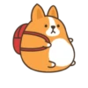 Belly corgi | 11