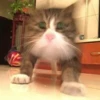 Всраті коти 11